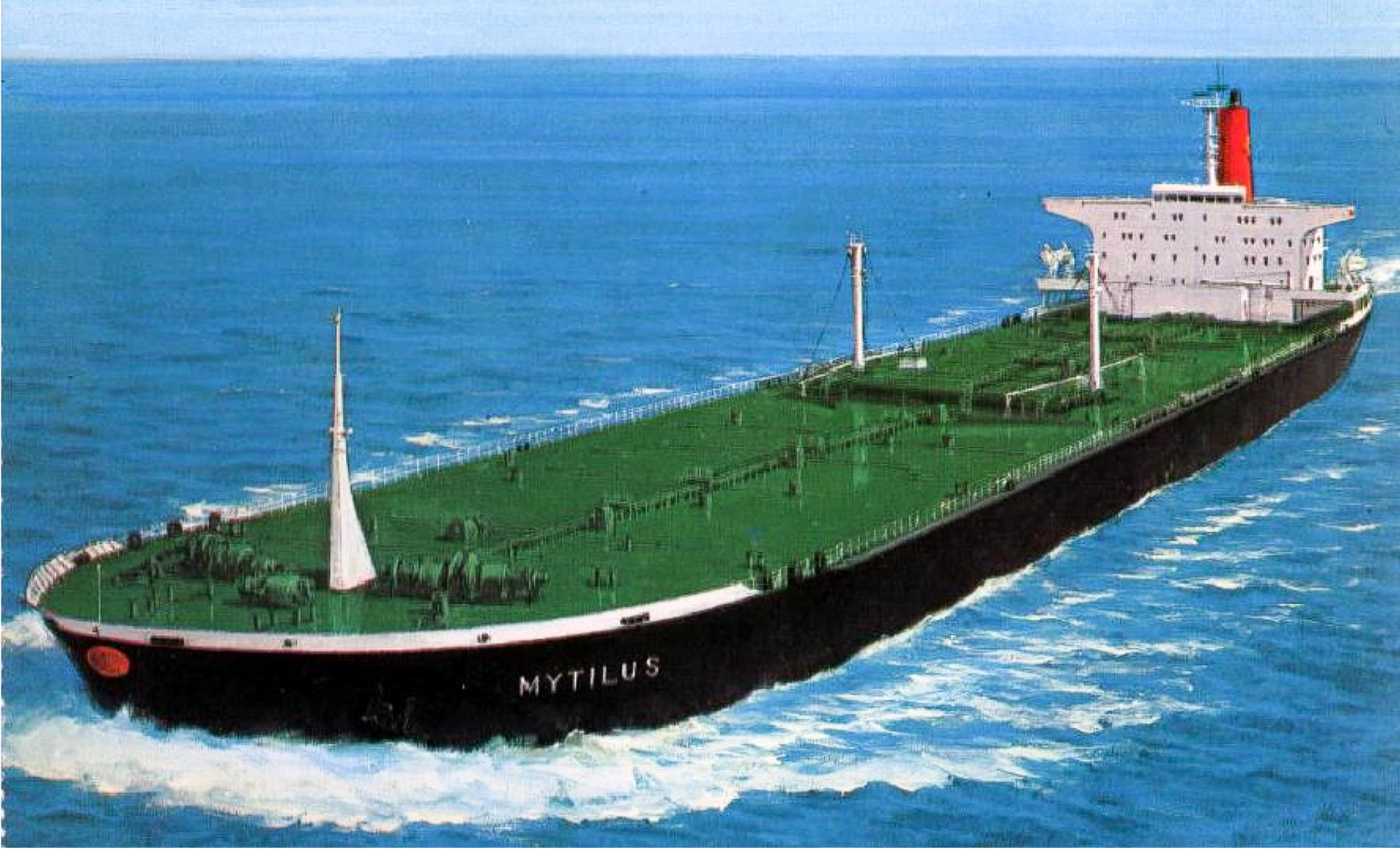 mytilus